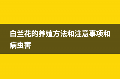 白蘭花的養(yǎng)殖方法與注意事項(xiàng)(白蘭花的養(yǎng)殖方法和注意事項(xiàng)和病蟲害)